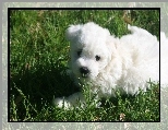 Biały, Coton de Tulear