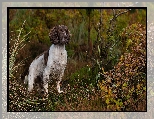 Roślinność, Pies, Springer spaniel angielski, Jesień