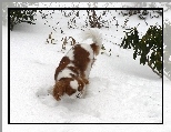 Rudo-biały, King Charles Spaniel, śnieg