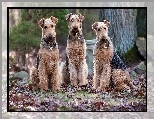 Trzy, Psy, Wire Haird Terrier