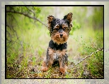 Yorkshire terrier, Pies, Szczeniak, Trawa